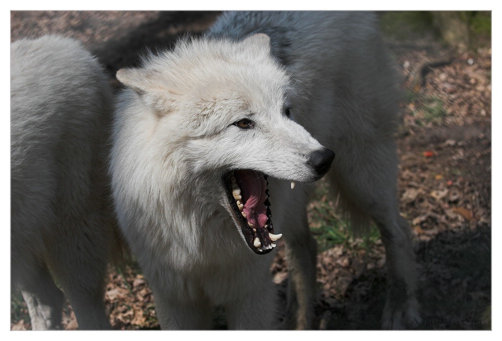 Polarwolf (Canis lupus arctos)