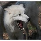 Polarwolf (Canis lupus arctos)