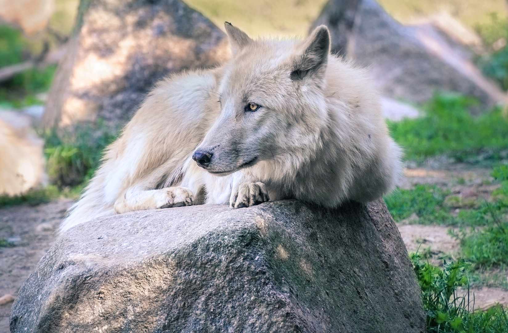 Polarwolf (Canis lupus arctos)