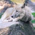 Polarwolf (Canis lupus arctos)