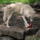 Polarwolf (Canis lupus arctos) Fütterung