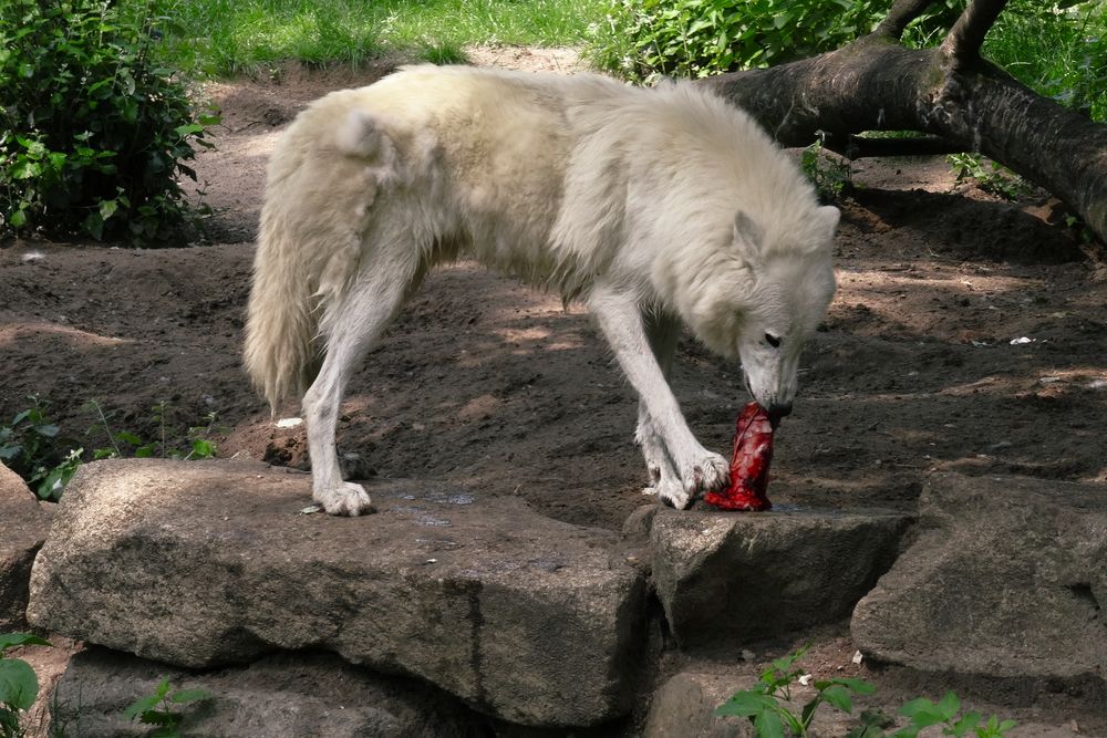 Polarwolf (Canis lupus arctos) Fütterung