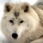 Polarwolf