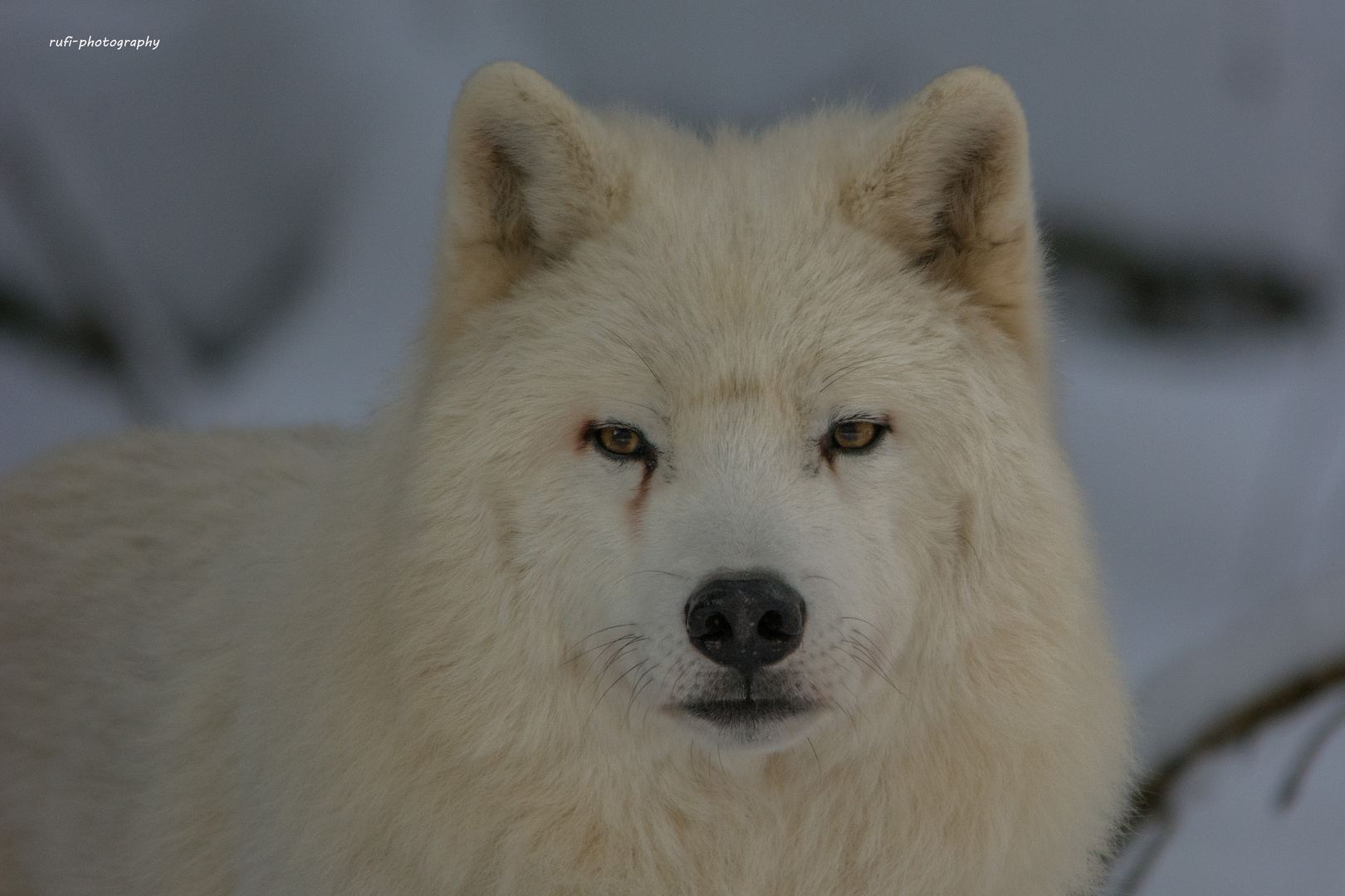 Polarwolf