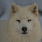 Polarwolf