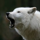 Polarwolf