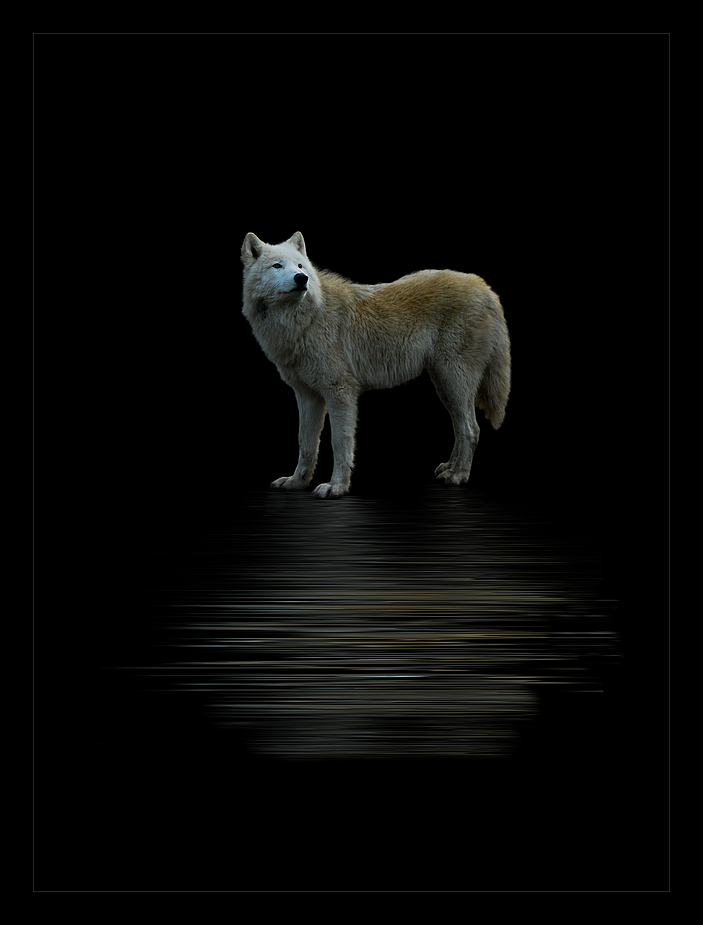 Polarwolf....