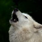 Polarwolf