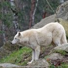 Polarwolf