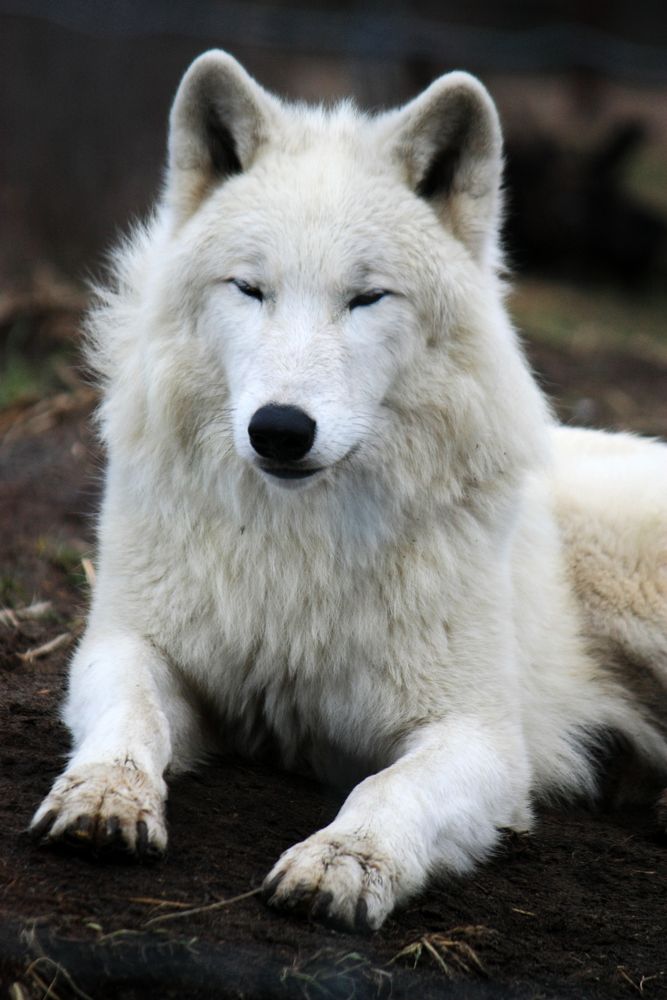 Polarwolf