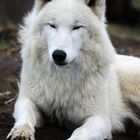 Polarwolf