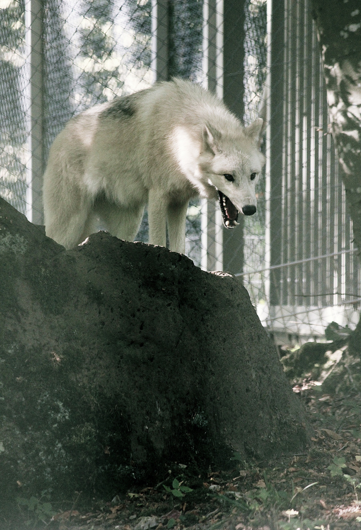 Polarwolf