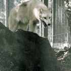 Polarwolf