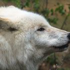polarwolf ....der eisfresser