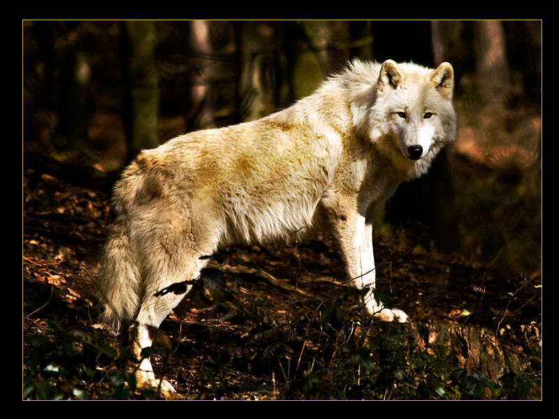 Polarwolf