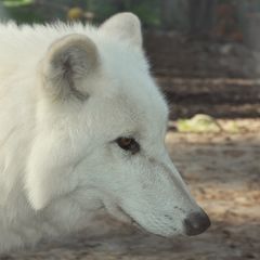 Polarwolf