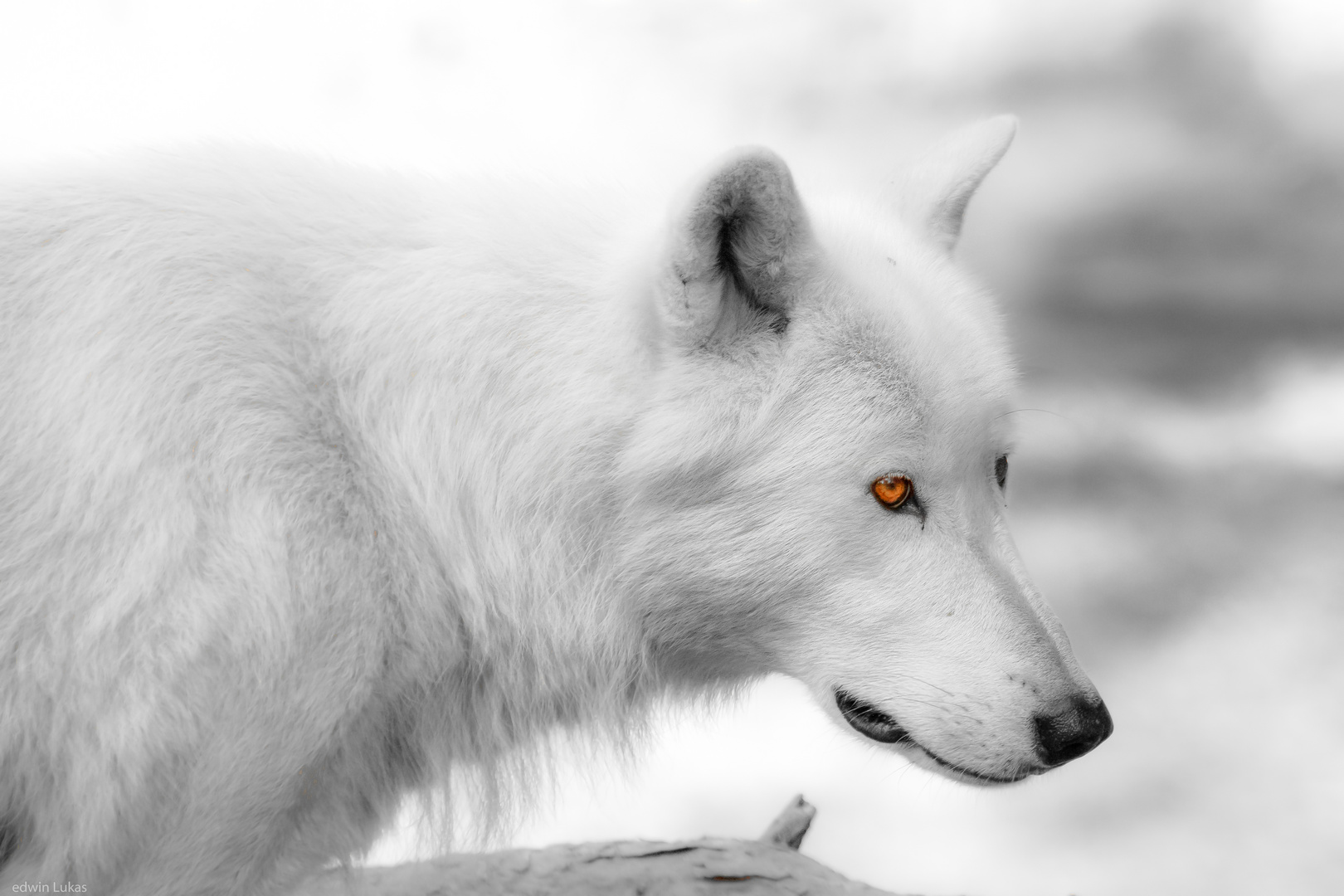 Polarwolf