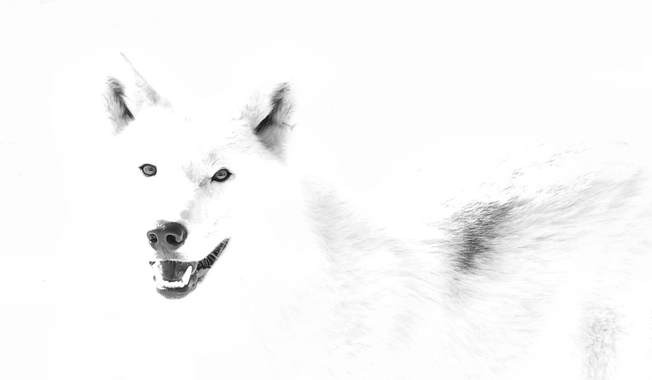 Polarwolf