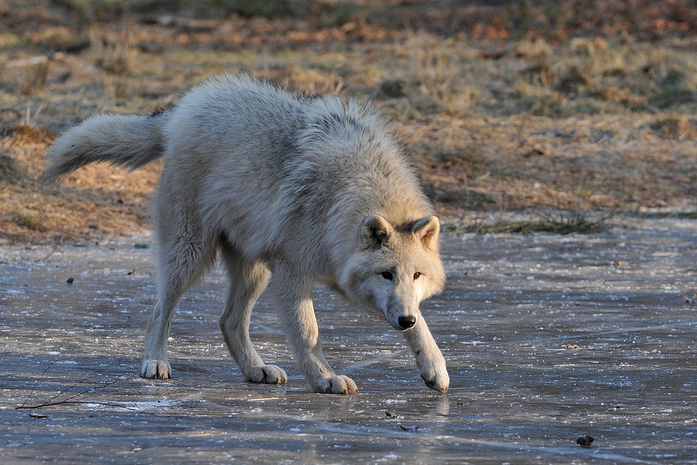 Polarwolf – Eishockey