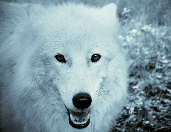 Polarwolf