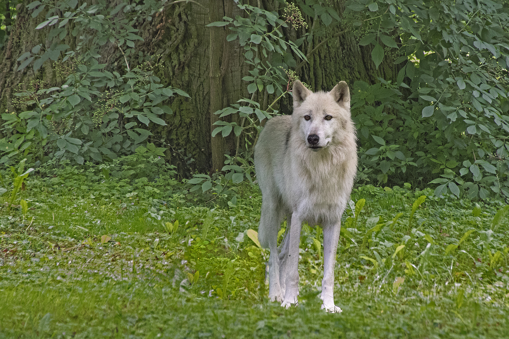 Polarwolf.