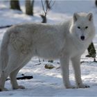 Polarwolf