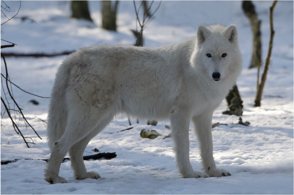 Polarwolf