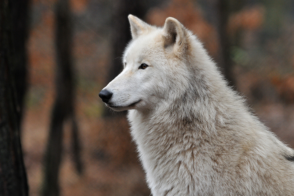 Polarwolf – Futterwagen – Blick