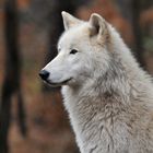 Polarwolf – Futterwagen – Blick