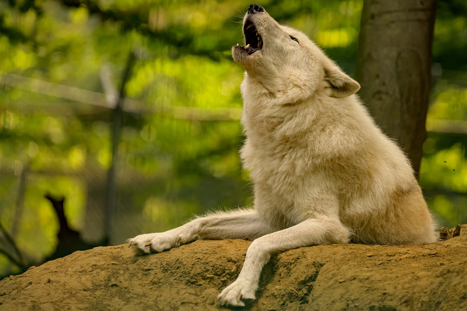 Polarwolf "Heulen"