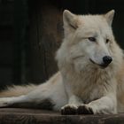 Polarwolf II