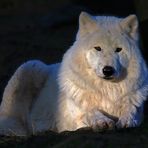 Polarwolf im Abendlicht