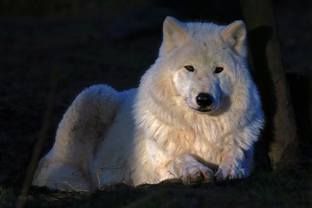 Polarwolf im Abendlicht