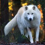 Polarwolf im Herbst