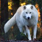 Polarwolf im Herbst