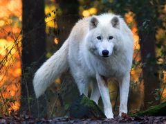 Polarwolf im Herbst