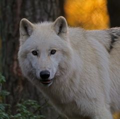 Polarwolf im Herbstlicht