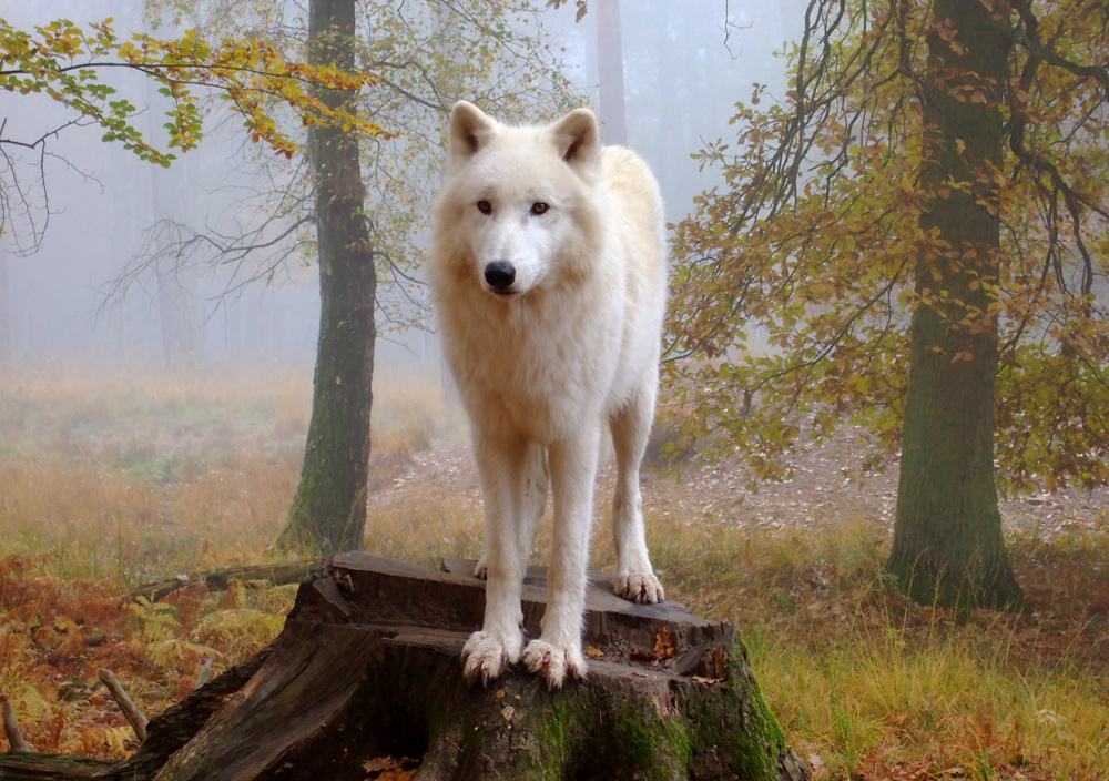 Polarwolf im Nebel