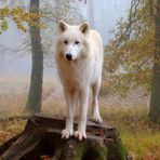 Polarwolf im Nebel