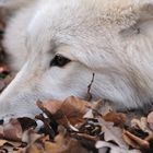 Polarwolf im Wildpark Klein-Auheim