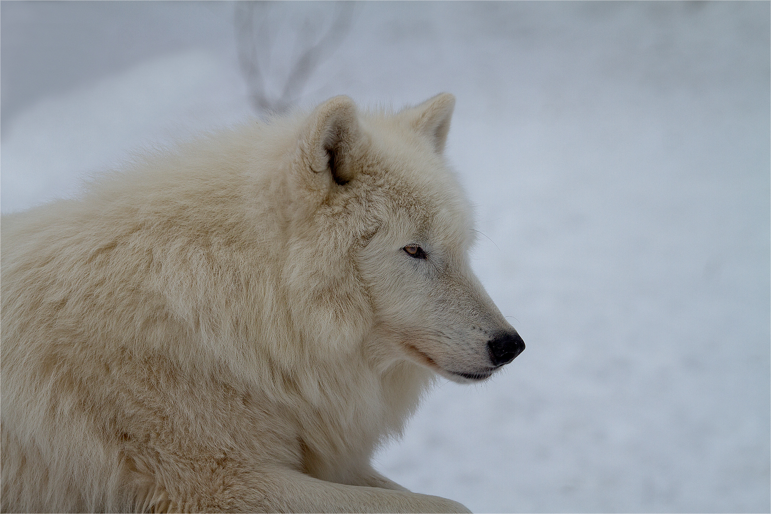 Polarwolf im winterlichen Element