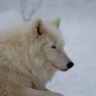 Polarwolf im winterlichen Element