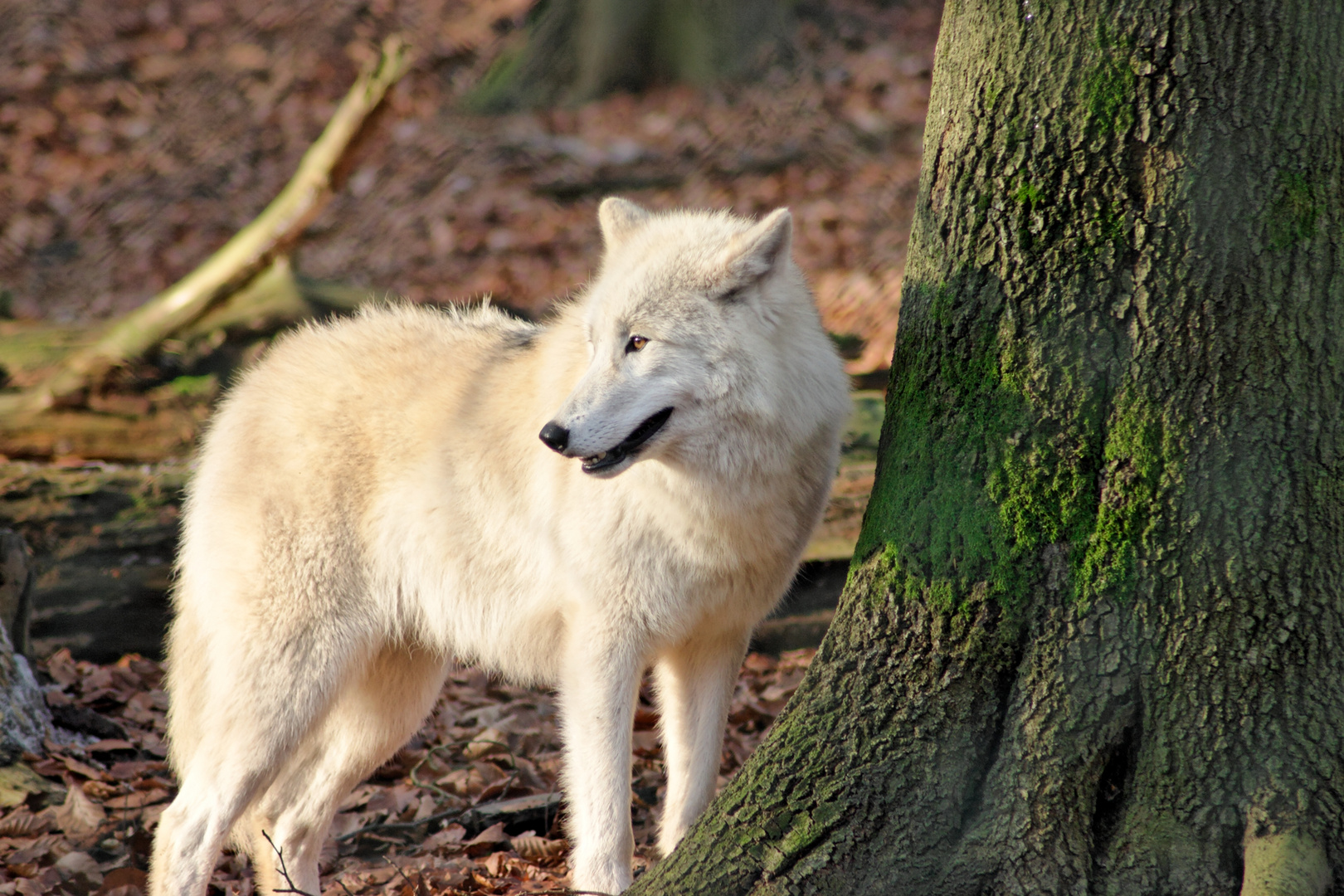 Polarwolf im Wolfspark von Werner Freund in Merzig