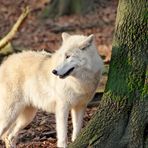Polarwolf im Wolfspark von Werner Freund in Merzig