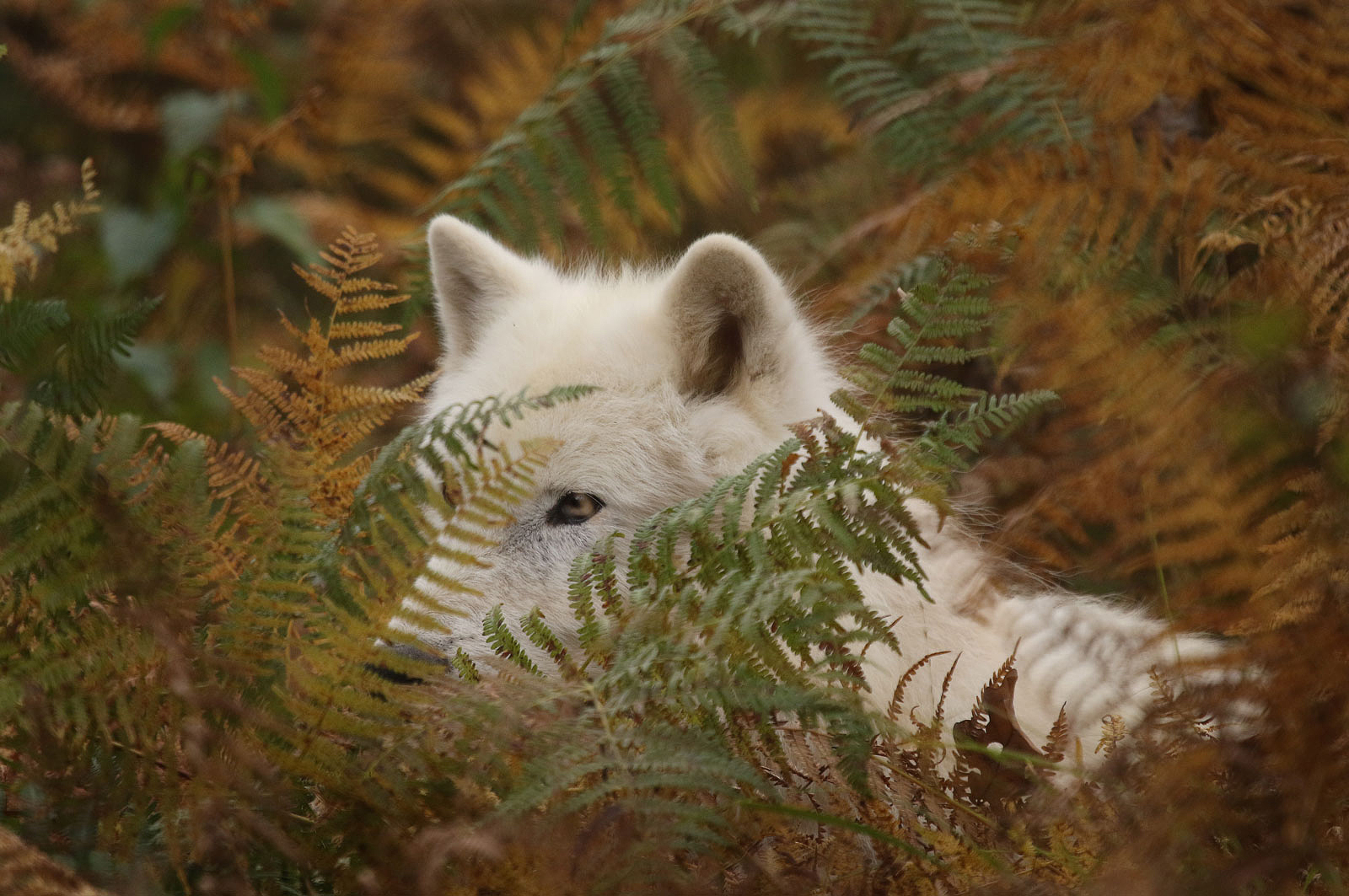 Polarwolf in seinem Farnversteck