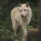 Polarwolf (Inuk)