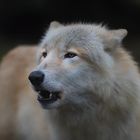 Polarwolf  Kiba