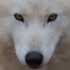 Polarwolf Knut