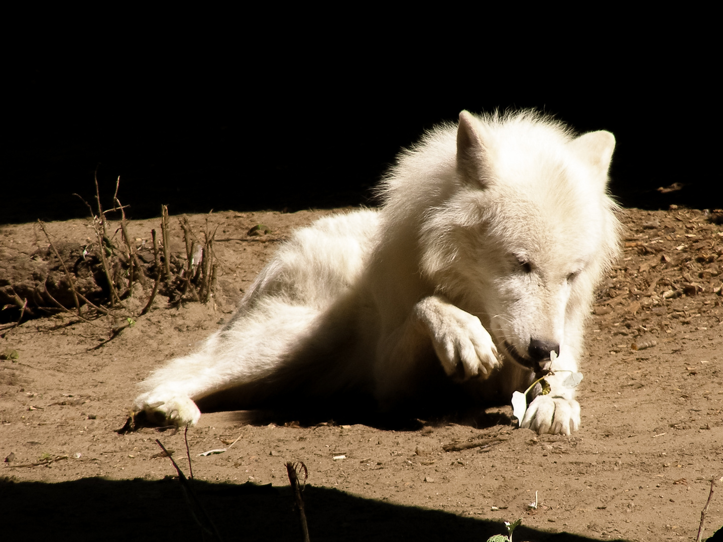 Polarwolf mit Blume (2)