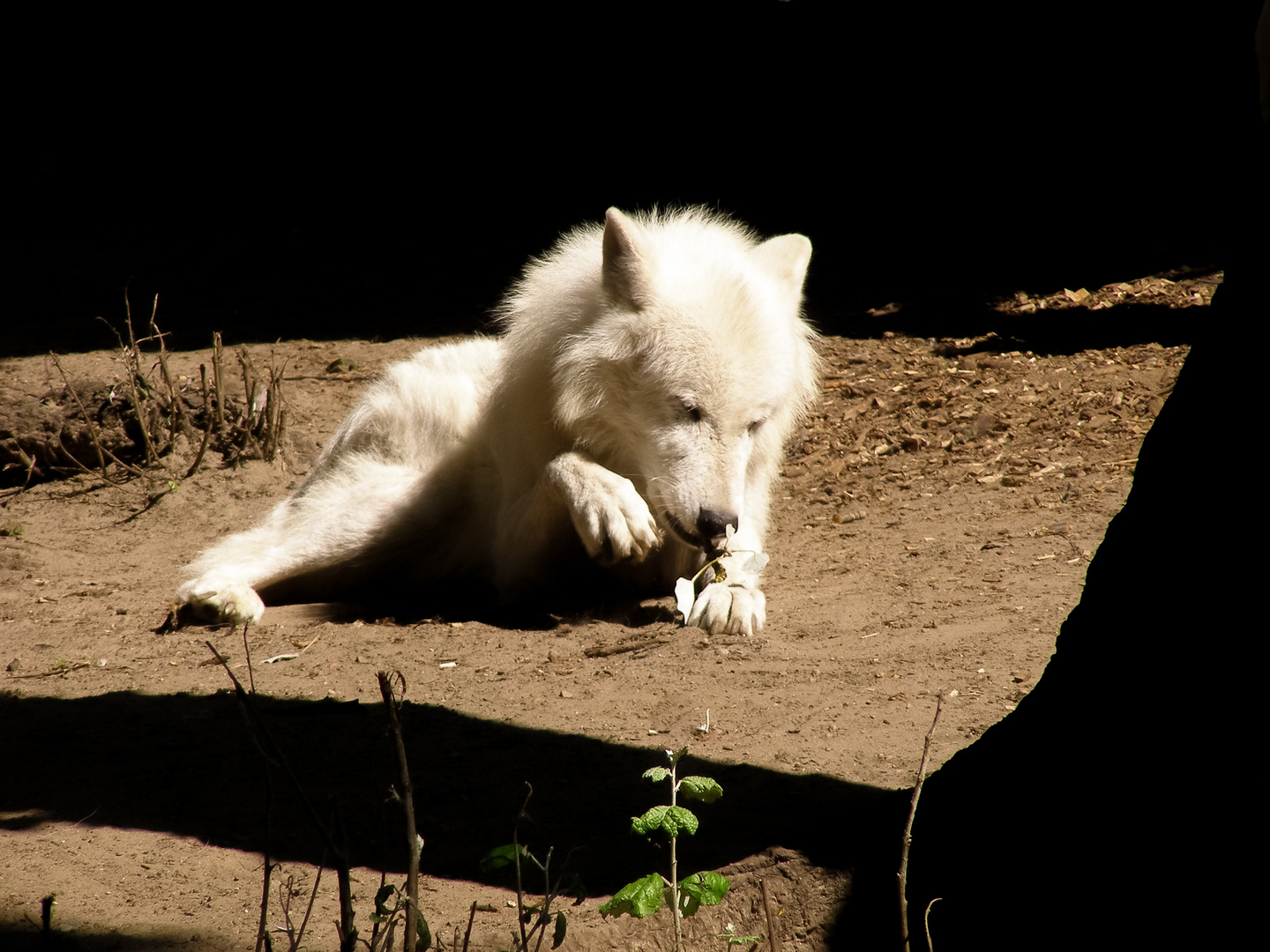 Polarwolf mit Blume